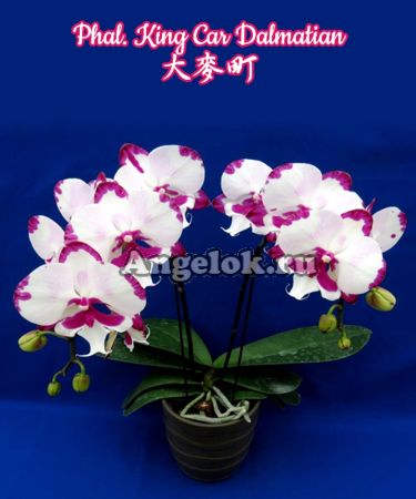 фото Фаленопсис Биг Лип (Phalaenopsis King Car Dalmatian) Тайвань от магазина магазина орхидей Ангелок