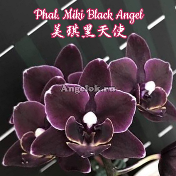 фото Фаленопсис Черный Ангел (Phalaenopsis Miki Black Angel) Тайвань от магазина магазина орхидей Ангелок