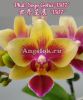 фото Фаленопсис Сого Готрис (Phalaenopsis Sogo Gotris '1307') Тайвань от магазина магазина орхидей Ангелок