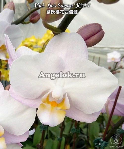 фото Фаленопсис Льюис Сакура (Phalaenopsis Liu's Sakura 'KF#4') от магазина магазина орхидей Ангелок