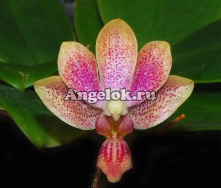 фото Фаленопсис (Phalaenopsis Caribbean Sunset × minus) детка от магазина магазина орхидей Ангелок