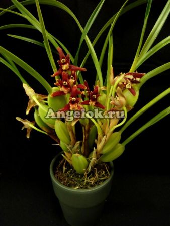 фото Максиллярия тонколистная (Maxillaria tenuifolia) от магазина магазина орхидей Ангелок