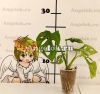 Монстера косая (Monstera oblique) детка