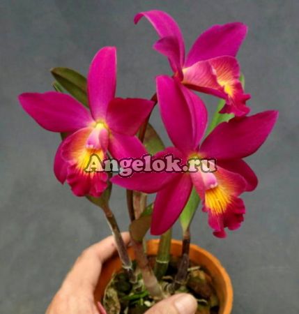 фото Каттлея (C.Chain-Tzy Guiding'Chain-Tzy Red Top' ) Тайвань от магазина магазина орхидей Ангелок