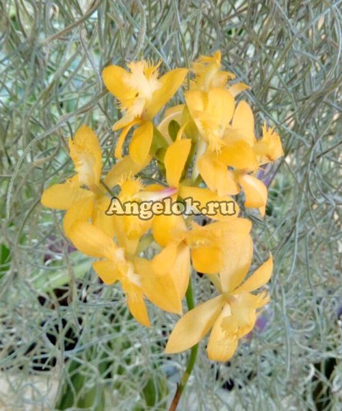 фото Эпидендрум укореняющийся желтый (Epidendrum radicans yellow) от магазина магазина орхидей Ангелок