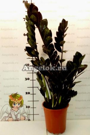 Замиокулькас черный (Zamioculcas Zamiifolia Black Leaf)