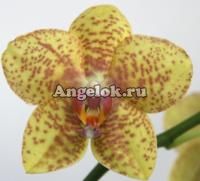 Фаленопсис (Phalaenopsis ) ph-03_5