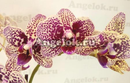 фото Фаленопсис Клеопатра мини (Phalenopsis Kleopatra mini) от магазина магазина орхидей Ангелок