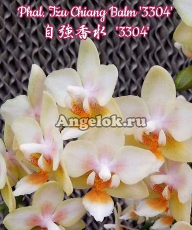 фото Фаленопсис (Phalaenopsis Tzu Chiang Balm '3304') Тайвань от магазина магазина орхидей Ангелок