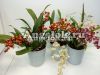 фото Онцидиум (Tiny Twinkle Cinnamon) детка от магазина магазина орхидей Ангелок