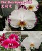 фото Фаленопсис (Phalaenopsis Black Lightning Flash) детка Тайвань от магазина магазина орхидей Ангелок
