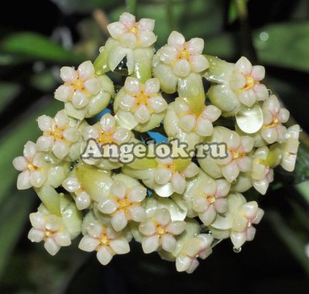 фото Хойя Крассипетиолата (Hoya Crassipetiolata splash) черенок от магазина магазина орхидей Ангелок
