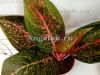 Аглаонема (Aglaonema Ratana Gosin)