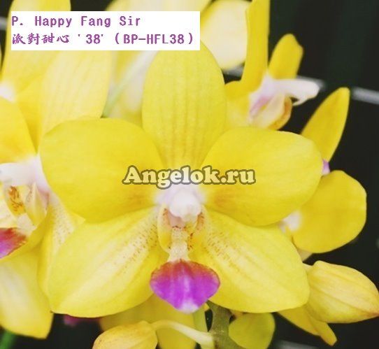 фото Фаленопсис (P. Happy Fang Sir) Тайвань от магазина магазина орхидей Ангелок
