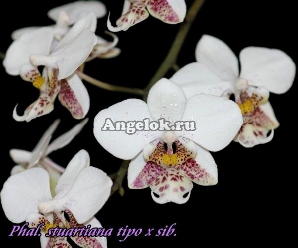 фото Фаленопсис Стюарта (Phalaenopsis stuartiana tipo × sib) детка Тайвань от магазина магазина орхидей Ангелок