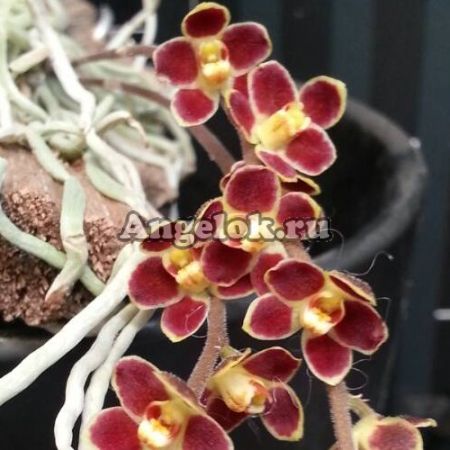 фото Хилошиста (Chiloschista lunifera) Тайвань от магазина магазина орхидей Ангелок