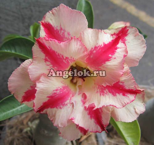 фото Адениум (Adenium obesum Sang tong) от магазина магазина орхидей Ангелок