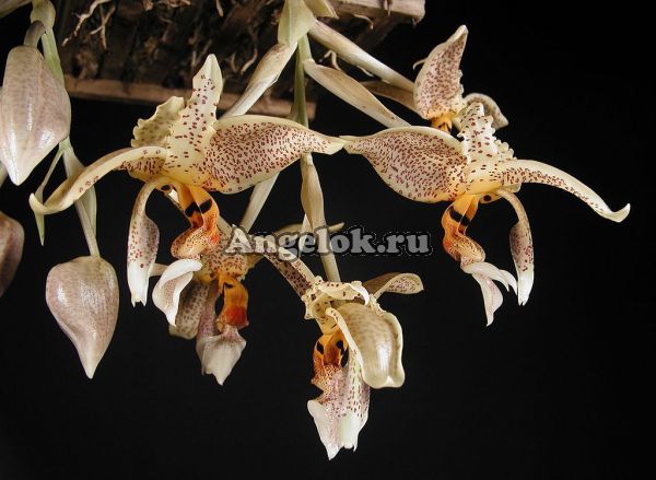 фото Стангопея (Stanhopea dodsoniana) от магазина магазина орхидей Ангелок