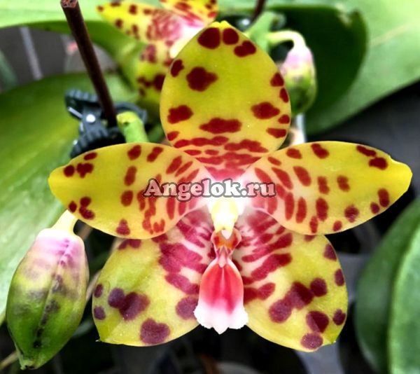 фото Фаленопсис (Phalaenopsis Yaphon Giganboy) Тайвань от магазина магазина орхидей Ангелок