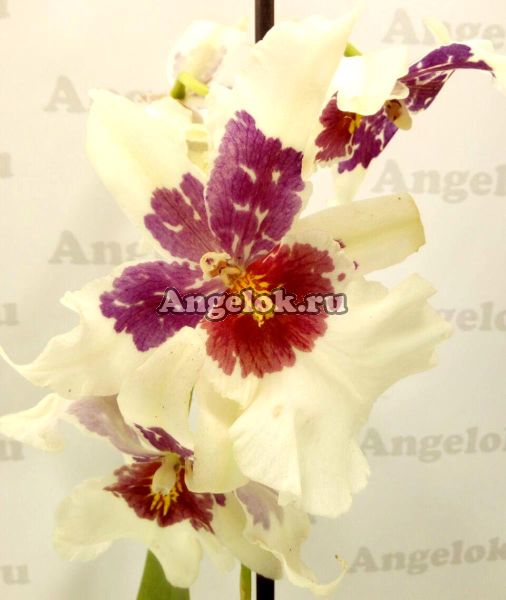 фото Камбрия (Beallara Tahoma Glasier Green) от магазина магазина орхидей Ангелок