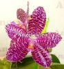 фото Фаленопсис (Phalaenopsis Mok Choui Yew x sib) Тайвань от магазина магазина орхидей Ангелок