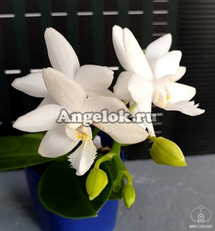 фото Фаленопсис (Phalaenopsis Brother Timothy 'SYK') Тайвань от магазина магазина орхидей Ангелок