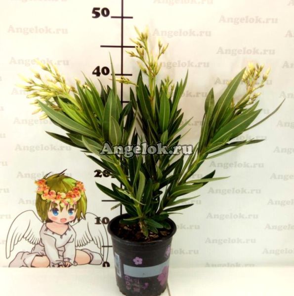 фото Олеандр (Nerium) белый от магазина магазина орхидей Ангелок