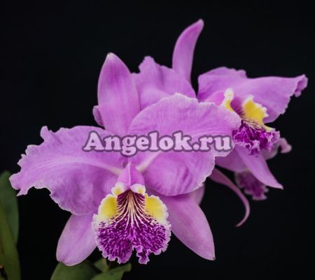 фото Каттлея Люддемана (Cattleya lueddemanniana) детка от магазина магазина орхидей Ангелок