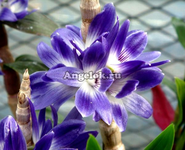 фото Дендробиум Виктория Регина (Dendrobium victoria-reginae) от магазина магазина орхидей Ангелок