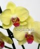 фото Фаленопсис (Phalaenopsis ) ph-03_8 от магазина магазина орхидей Ангелок
