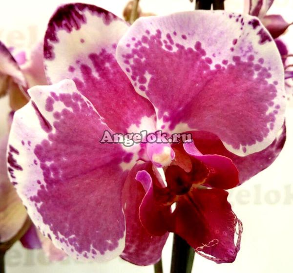фото Фаленопсис Вероника (Phalaenopsis Veronica) от магазина магазина орхидей Ангелок