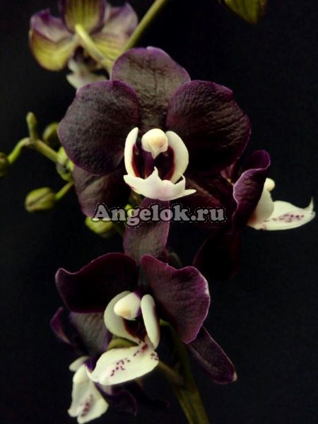 фото Фаленопсис Каода Твинкл (Phalaenopsis Kaoda Twinkle 'Chocolate Drops') от магазина магазина орхидей Ангелок