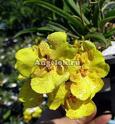фото Онцидиум (Zelemnia Midas (variegata)) Тайвань от магазина магазина орхидей Ангелок