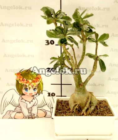 фото Лечуза Пон (Lechuza-PON) ручная фасовка 1л от магазина магазина орхидей Ангелок