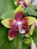 фото Фаленопсис (Phalaenopsis Tying Shin Fly Eagle’Yaphon’) Тайвань от магазина магазина орхидей Ангелок