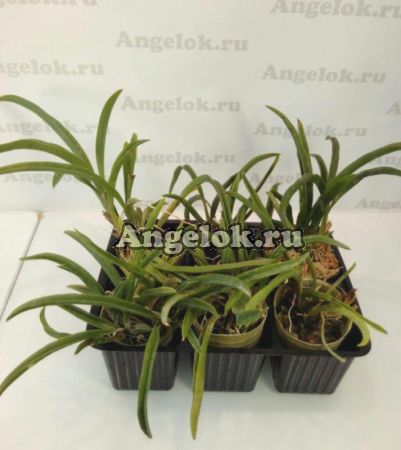 фото Онцидиум (Zelemnia Midas (variegata)) Тайвань от магазина магазина орхидей Ангелок