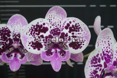 Фаленопсис Биг Лип (Phalaenopsis Miki Dancer '14') Тайвань