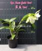 фото Epicattleya (Epc. Siam Jade 'Avo') Тайвань от магазина магазина орхидей Ангелок
