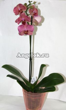 Фаленопсис (Phalaenopsis ) ph-88