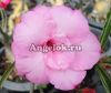 фото Адениум (Adenium obesum Phatumma) от магазина магазина орхидей Ангелок