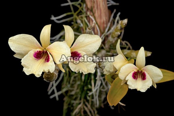 Дендробиум (Dendrobium albosanguineum)