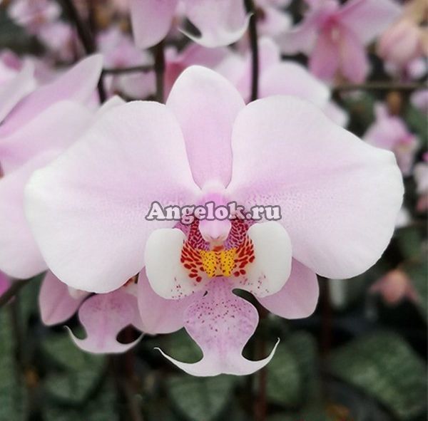 фото Фаленопсис Шиллера (Phalaenopsis schilleriana) от магазина магазина орхидей Ангелок