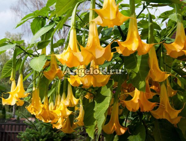 фото Бругмансия (Brugmansia) желтая от магазина магазина орхидей Ангелок