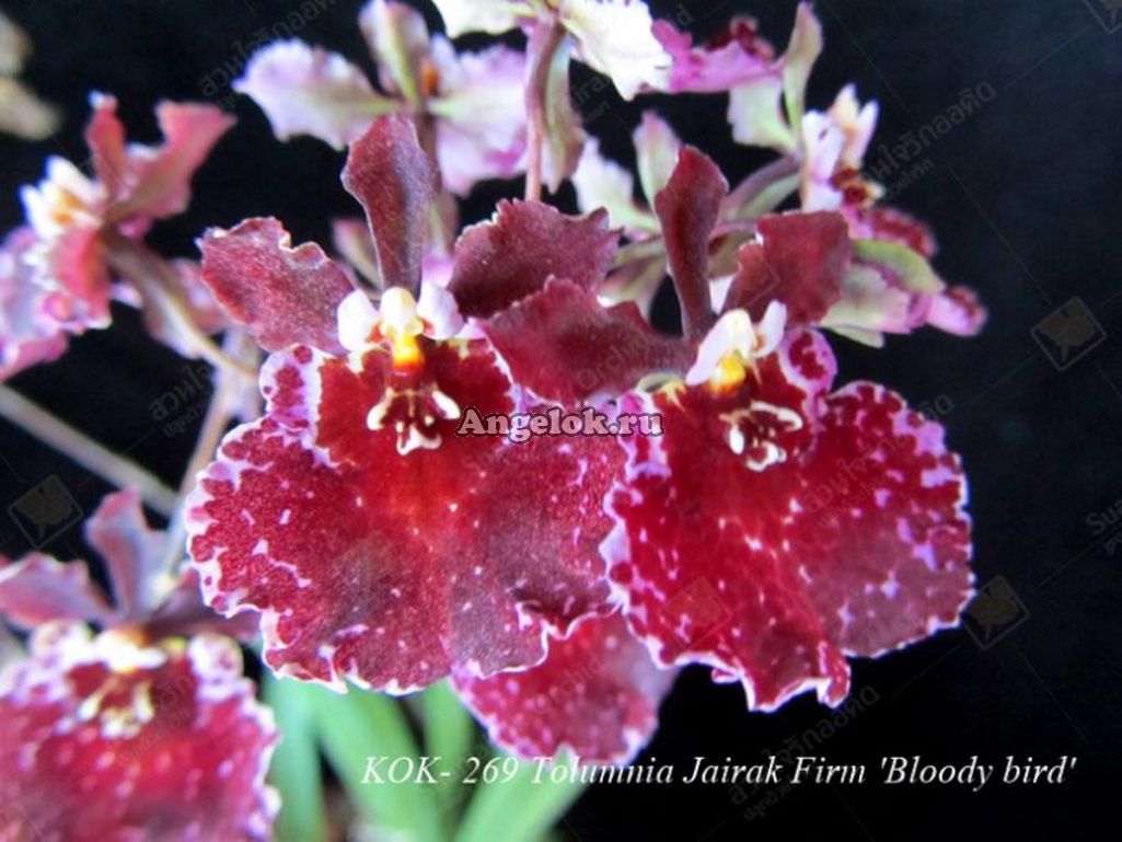 Толумния (Tolumnia Bloody Bird) Каталог орхидей - фаленопсисов, каттлей, ванд, дендробиумов со всего мира от интернет магазина Ангелок