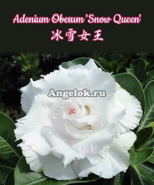 фото Адениум (Adenium obesum Snow Queen) от магазина магазина орхидей Ангелок