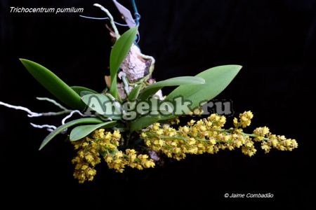 фото Онцидиум пумилиум (Onc.pumilum) от магазина магазина орхидей Ангелок