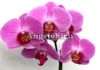 фото Фаленопсис (Phalaenopsis ) ph-05_2 от магазина магазина орхидей Ангелок