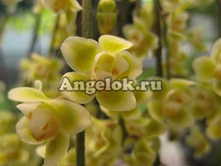 фото Хилошиста пусилла (Chiloschista pusilla) от магазина магазина орхидей Ангелок