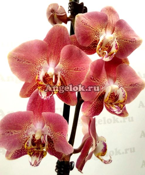 фото Фаленопсис Леко Фантастик (Phalaenopsis Leco Fantastic) от магазина магазина орхидей Ангелок