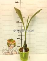 фото Ангулоа (Anguloa virginalis) от магазина магазина орхидей Ангелок
